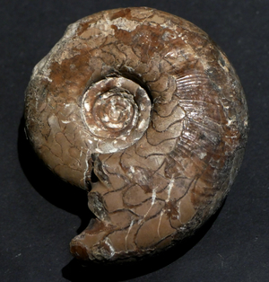 Remains of an animal preserved as a fossil