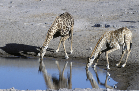 Namibia. Etosha National Park. Giraffes At Water Hole