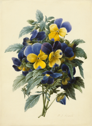 Pansies (coloured engraving)