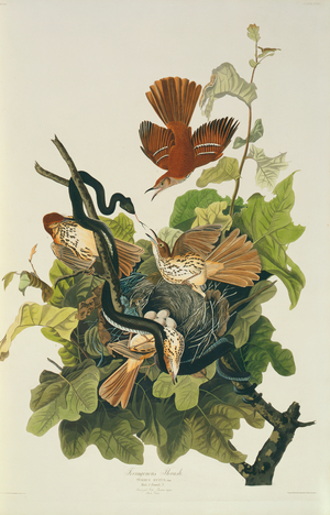 Toxostoma rufum, Brown Thrasher, Plate 116 from John James Audubon's Birds of America, original double elephant folio, 1831-34 (hand-coloured aquatint)
