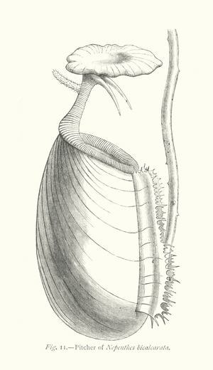 Plant Freaks: Pitcher of Nepenthes bicalcarata (engraving)