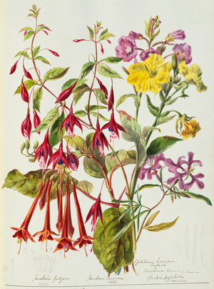 Various flowers