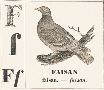 F for Pheasant, 1850 (engraving)