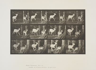 Plate 686 from Animal Locomotion, 1887 (collotype on paper) 