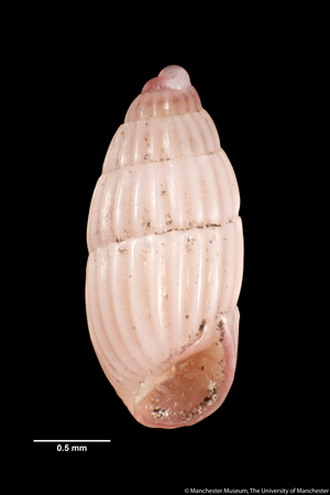 Pyrgulina gliriella, 1896 (shell)