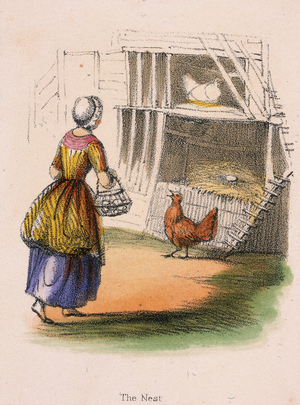Chickens. Collecting eggs from nest. From Graphic Illustrations of Animals and Their Utility to Man, London, c1850.