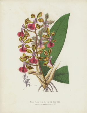 The Purple-Lipped Oncid, Oncidium Haematochilum (chromolitho)