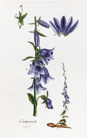 Campanula (peach-leaved bellflower), 1776 (watercolour print)