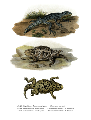 Green Thornytail Iguana (colour litho)