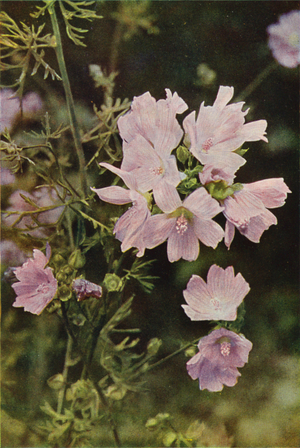 Wild flowers: Musk Mallow (colour photo)