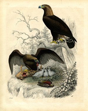 Golden Eagles with young and prey (hand-coloured copper engraving)