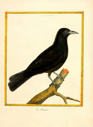 Jackdaw (print)