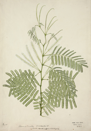 Acacia Suma Kuz, 1800-10 (w/c on paper)