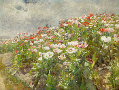 Poppies in blossom (oil on canvas)