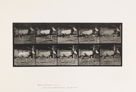 Plate 680. Orex; Galloping, 1885 (collotype on paper)