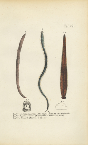 Medicinal Leech, Earthworm and Nereid, 1850 (lithography)