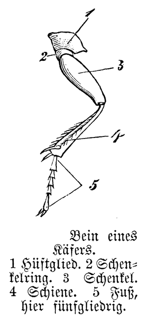Beetle Leg