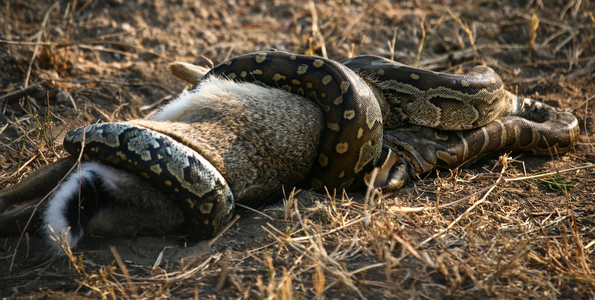 Python & Hare, August 2015 (photo)