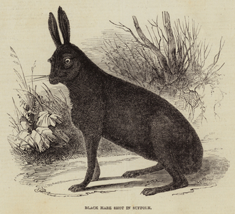 Black Hare shot in Suffolk (engraving)