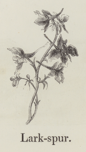 Larkspur (engraving)