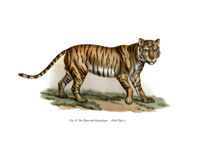 Tiger, 1860 (colour litho)