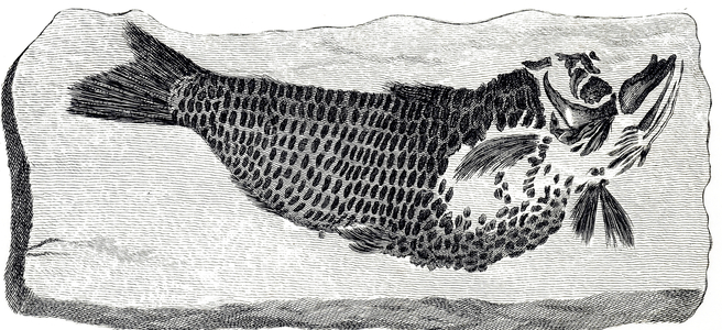 Unknown fish species