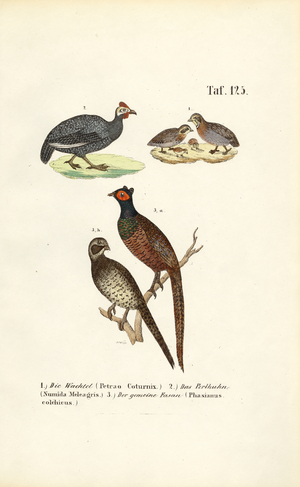 Common Quail, Helmeted Guineafowl and Common Pheasant, 1850 (lithography)