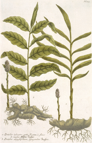 Zingiber sylvestre & Z.angustifolium