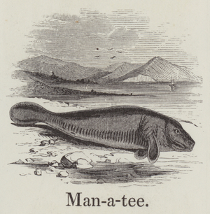 Manatee (engraving)