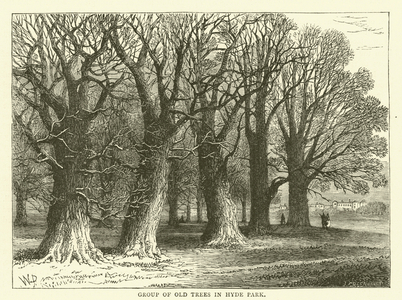 Group of old trees in Hyde Park (engraving)