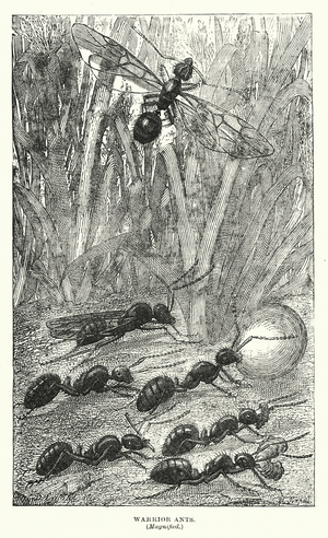 Central America: Warrior ants, magnified (engraving)