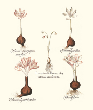 Various Autumn Crocuses (print)
