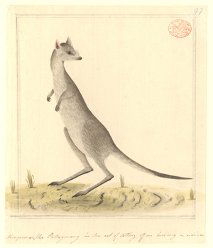 Macropus giganteus, Eastern grey kangaroo, detail from drawing 87 from the Thomas Watling Drawings Collection, 1788-c.1797 (w/c on paper)