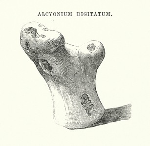 Seaside pebbles (engraving)