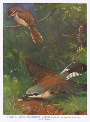 Red Backed Shrikes, illustration from 'British Birds' by Kirkman & Jourdain, 1966 (colour litho)
