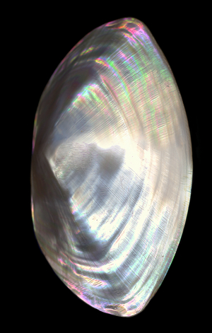 Polished Clam Shell (photo)