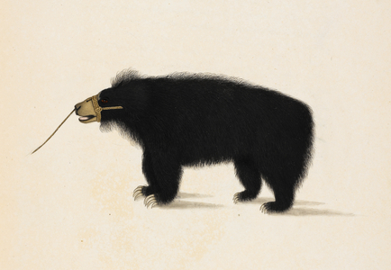 Sloth Bear
'Melursus ursinus'