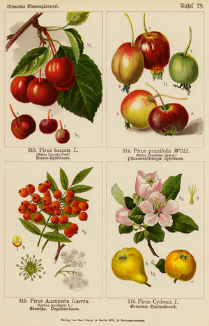 Pirus Baccata, Pirus Prunifolia, Pirus Aucuparia, Pirus Cydonia (colour litho)