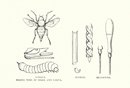 Human invention anticipated: Boring tool (engraving)