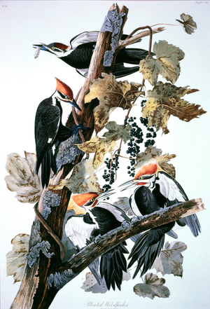 Pileated Woodpecker, Hand-Colored Etching from the Book "The Birds of America" by John James Audubon, circa 1830's