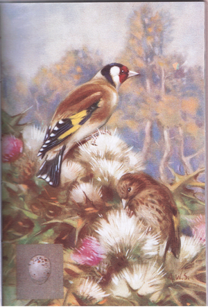 Goldfinch male and female (colour litho)