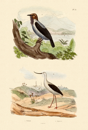 Bearded Bellbird, 1833-39 (coloured engraving)