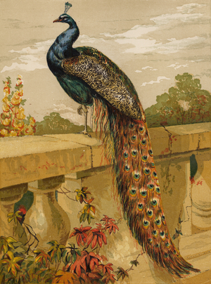 Peacock (chromolitho)