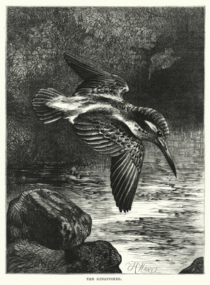 The kingfisher (engraving)