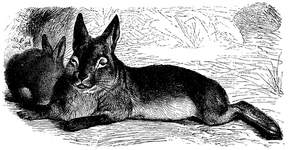 Rabbit