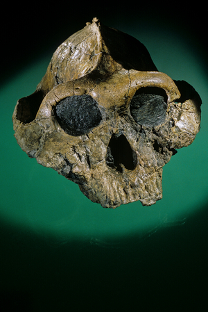Australopithecus boisei, 2.6 to 1 million years ago, Eastern Africa, KNM-ER 406, 1995 (photo)