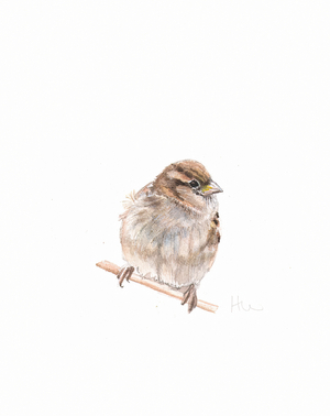 Female Sparrow III, 2022, (watercolour painting)