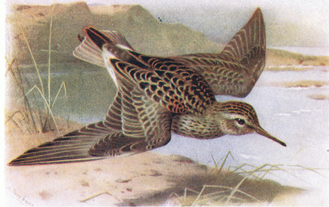 Pectoral Sandpiper, from Birds of the British Isles and Their Eggs published by Frederick Warne & Co Ltd, 1958 (colour litho)