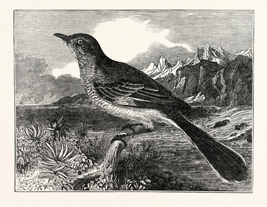 The Mocking-Bird