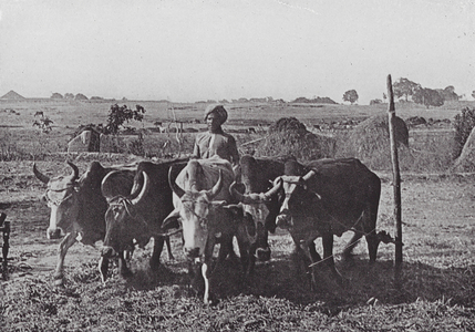 Threshing (b/w photo)